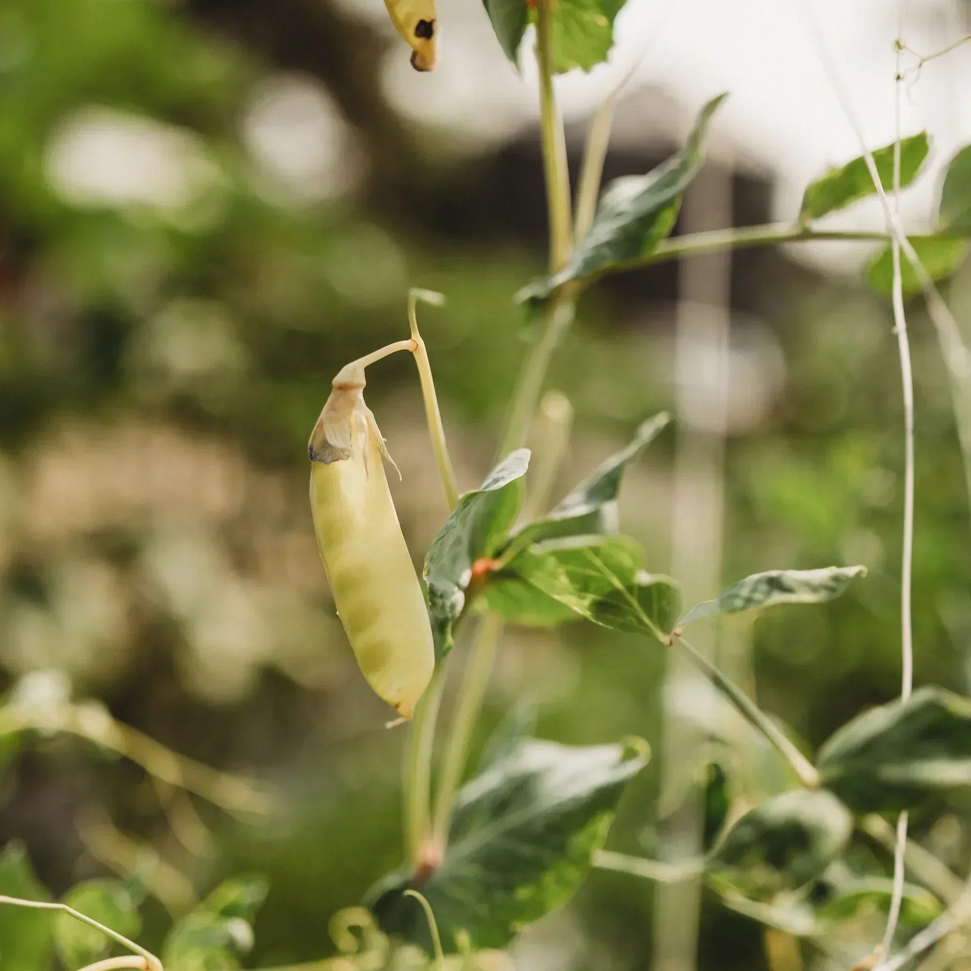 Does Organic Really Matter? The Truth About Glyphosates & Nutrition