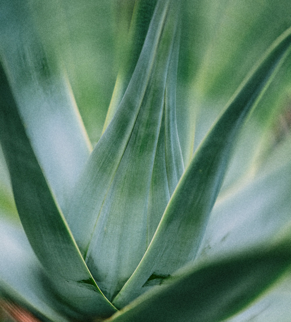 Organic Agave Inulin