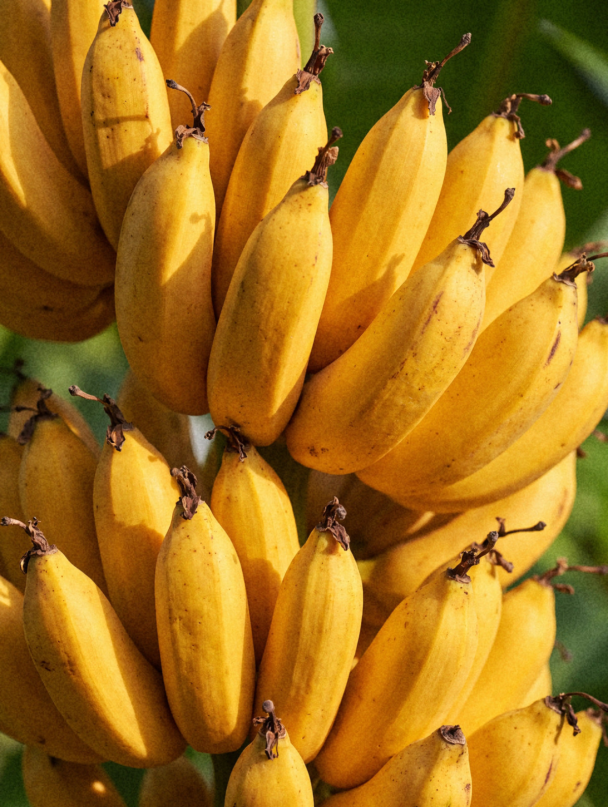 Organic Banana Powder
