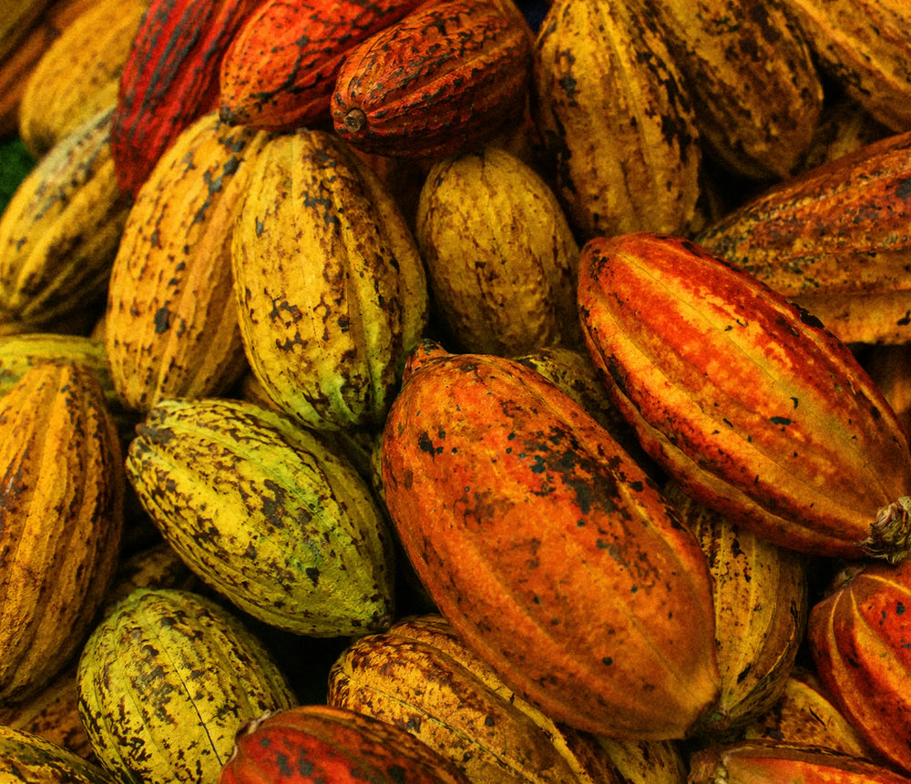 Organic Cocoa Powder
