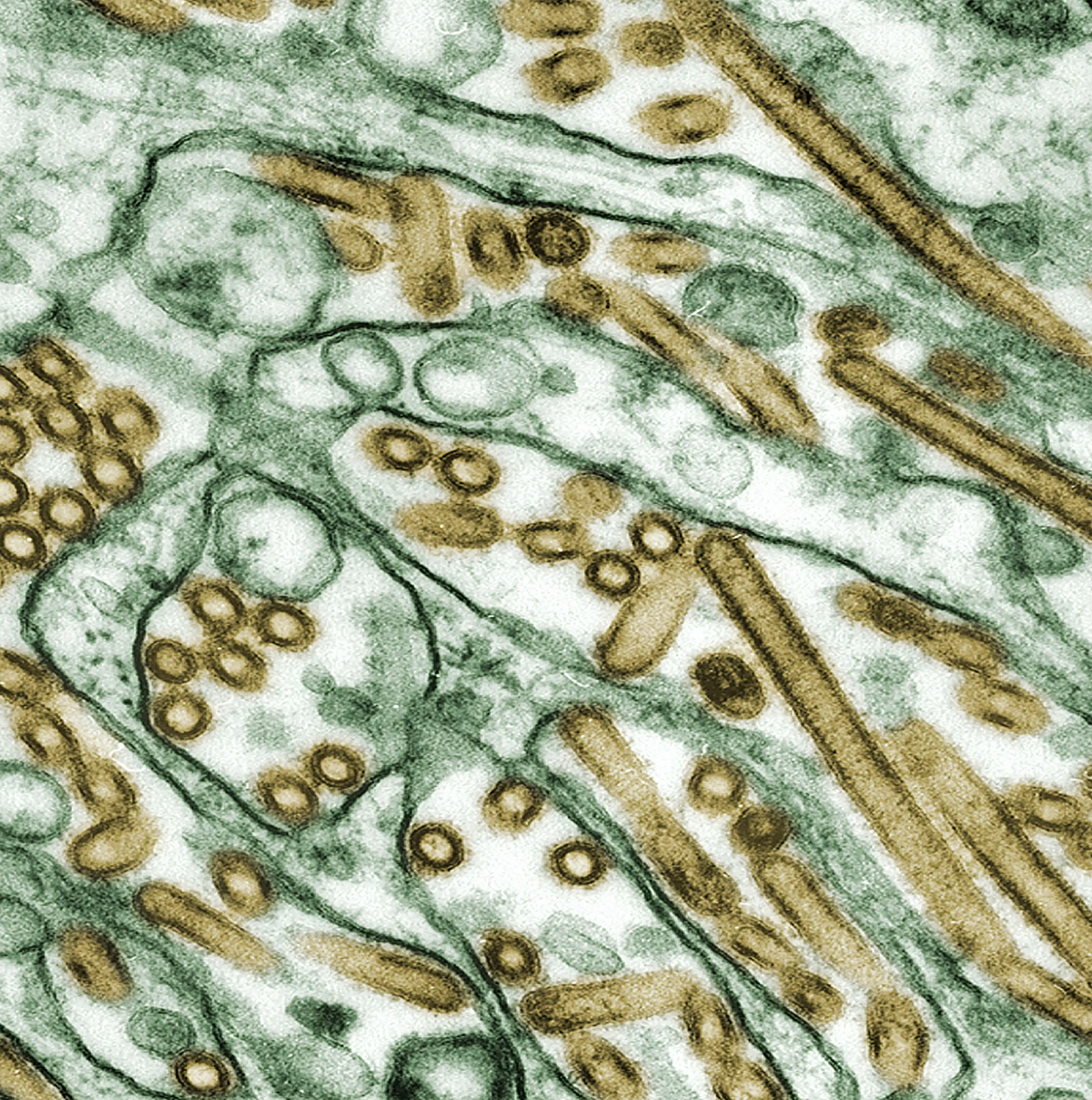 Bacillus Coagulans