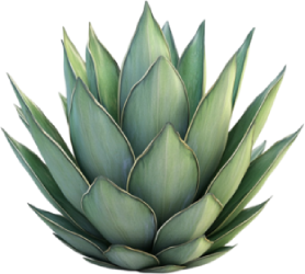 Organic Agave Inulin